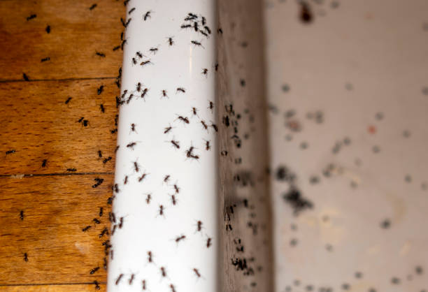 Wasp Removal Services in Sand Point, AK